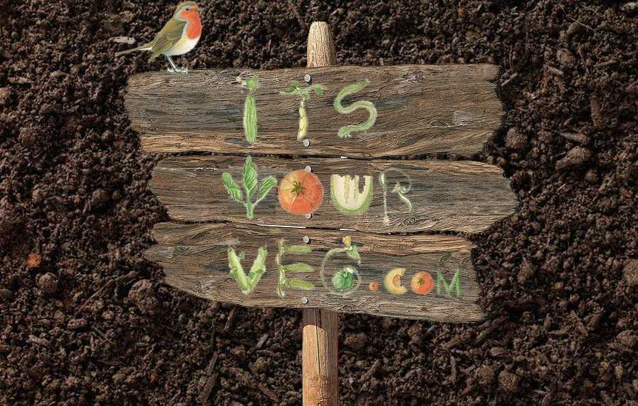 Introducing+It%60sYourVeg+-+digital+engagement+of+passionate+growers